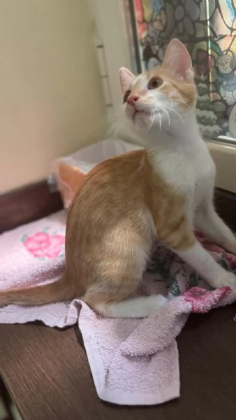 LUCIO  gattino di 4 mesi | Foto 1