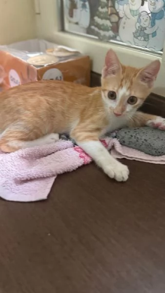 LUCIO  gattino di 4 mesi