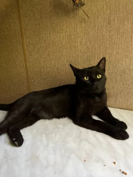 ROBERTO  gatto nero di 2 anni