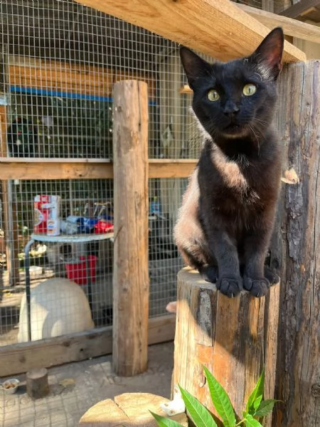 ROBERTO  gatto nero di 2 anni | Foto 2