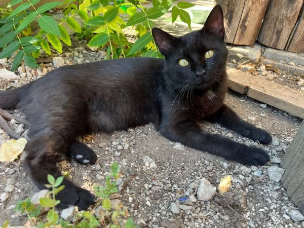ROBERTO  gatto nero di 2 anni | Foto 1