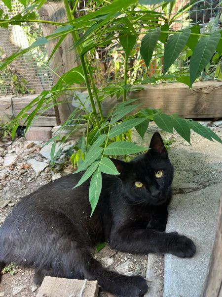 ROBERTO  gatto nero di 2 anni | Foto 0