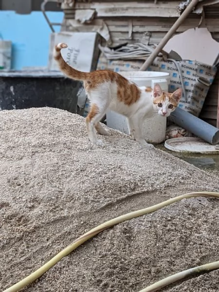 ARTU  gattino di 4 mesi | Foto 3