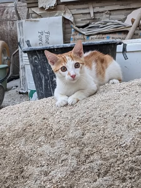 ARTU  gattino di 4 mesi | Foto 2
