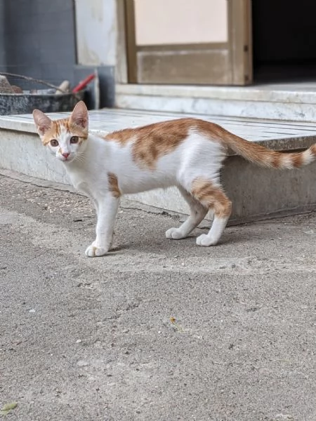 ARTU  gattino di 4 mesi