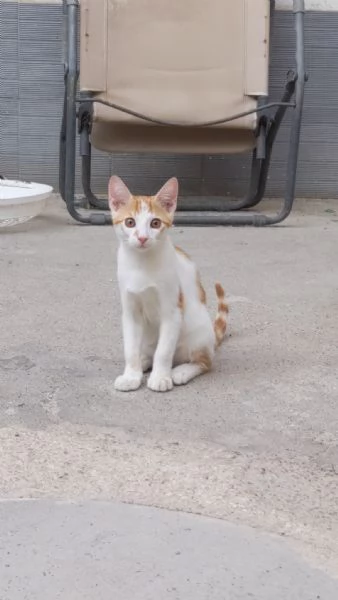 ARTU  gattino di 4 mesi | Foto 1