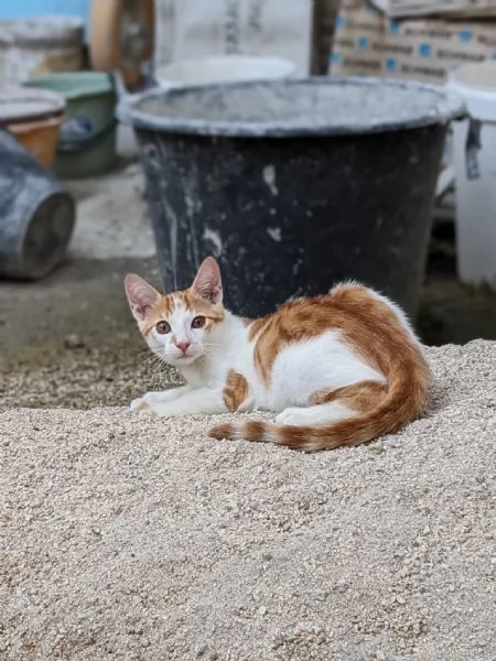 ARTU  gattino di 4 mesi | Foto 0