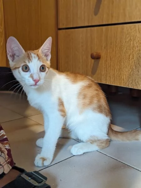 ARTU  gattino di 5 mesi | Foto 4