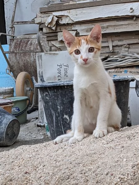 ARTU  gattino di 5 mesi | Foto 3