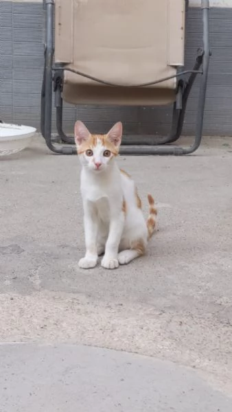 ARTU  gattino di 5 mesi | Foto 1
