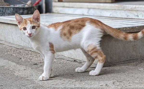 ARTU  gattino di 5 mesi
