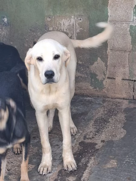 CREMINO  simil labrador di 1 anno