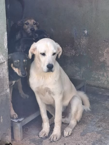 CREMINO  simil labrador di 1 anno | Foto 2