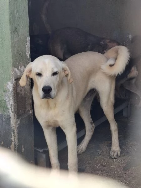CREMINO  simil labrador di 1 anno | Foto 1