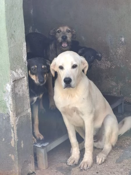 CREMINO  simil labrador di 1 anno | Foto 0