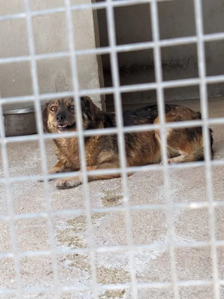 PICCOLA  cagnolina di 1 anno e mezzo  taglia piccola | Foto 1
