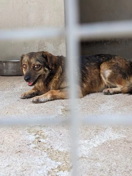 PICCOLA  cagnolina di 1 anno e mezzo  taglia piccola | Foto 0