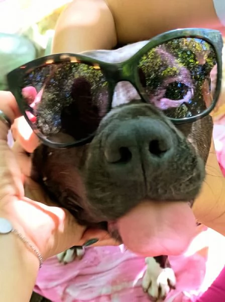 MILA  simil pitbull di 5 anni | Foto 3