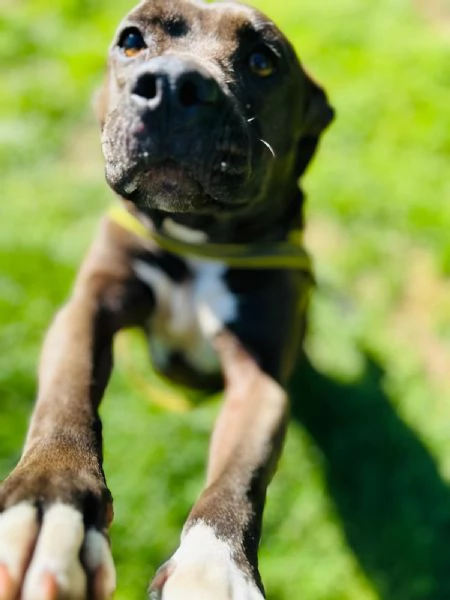 MILA  simil pitbull di 5 anni | Foto 1