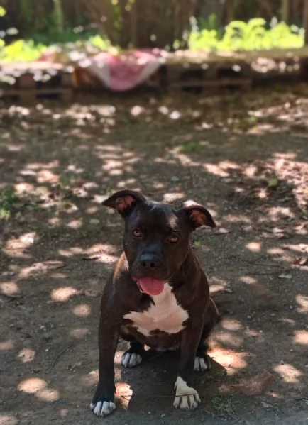 MILA  simil pitbull di 5 anni | Foto 0