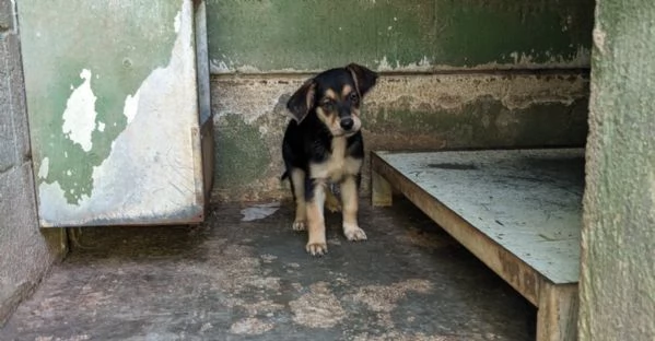 ZOEY  cucciola di 2 mesi
