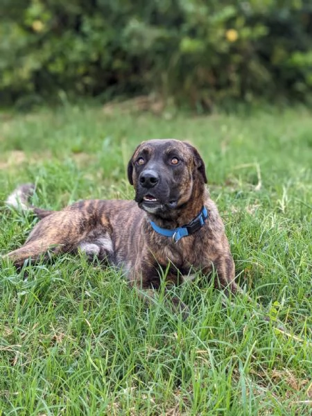BEAR  cane di 3 anni  taglia media | Foto 5