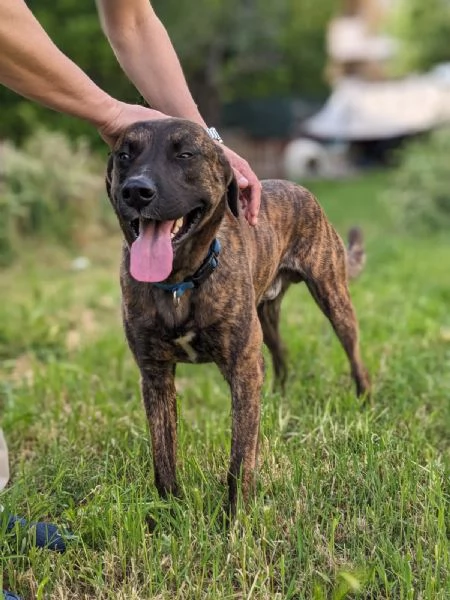 BEAR  cane di 3 anni  taglia media | Foto 3
