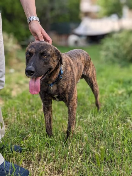 BEAR  cane di 3 anni  taglia media | Foto 1