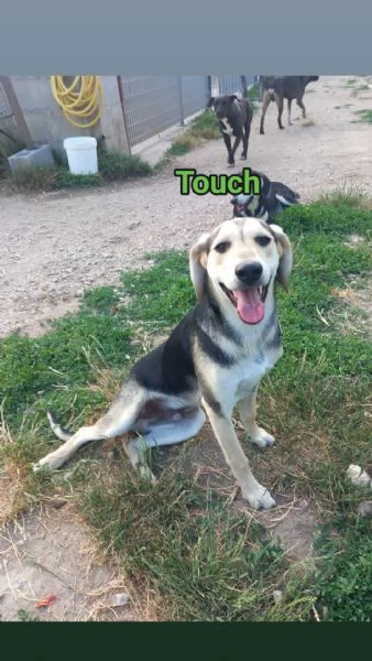 TOUCH  cucciolo di 11 mesi  taglia media