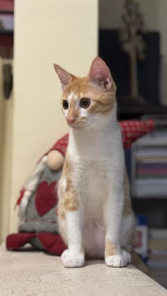 LUCIO  gattino di 6 mesi | Foto 6