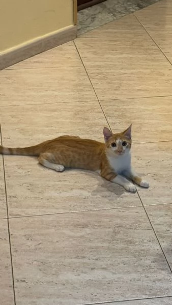 LUCIO  gattino di 6 mesi