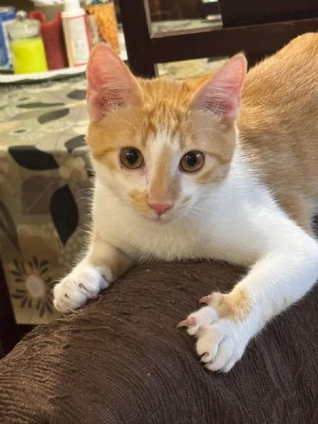 LUCIO  gattino di 6 mesi | Foto 5