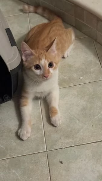 LUCIO  gattino di 6 mesi | Foto 4