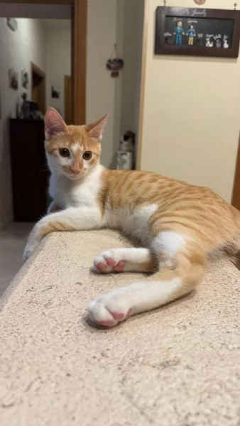 LUCIO  gattino di 6 mesi | Foto 0