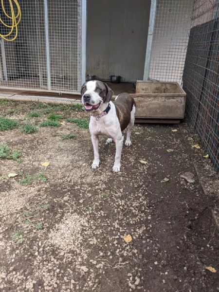 LEA  cagnolina di 5 anni | Foto 3