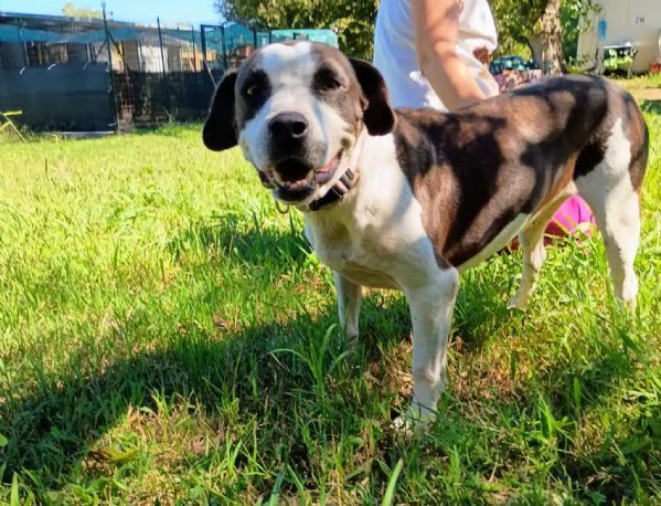 LEA  cagnolina di 5 anni | Foto 2