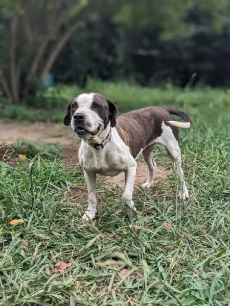 LEA  cagnolina di 5 anni