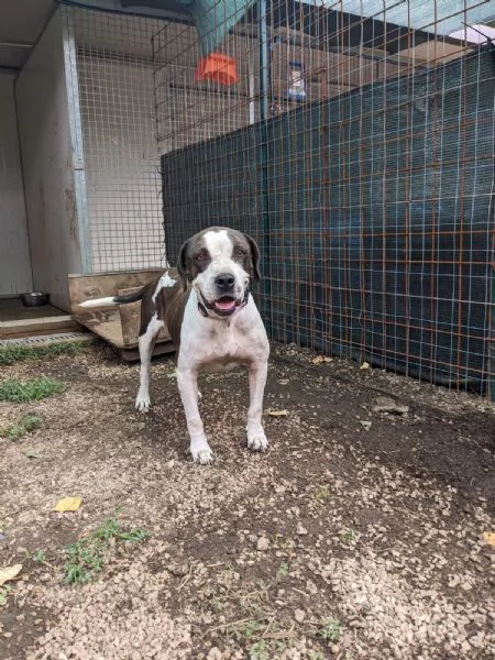 LEA  cagnolina di 5 anni | Foto 1