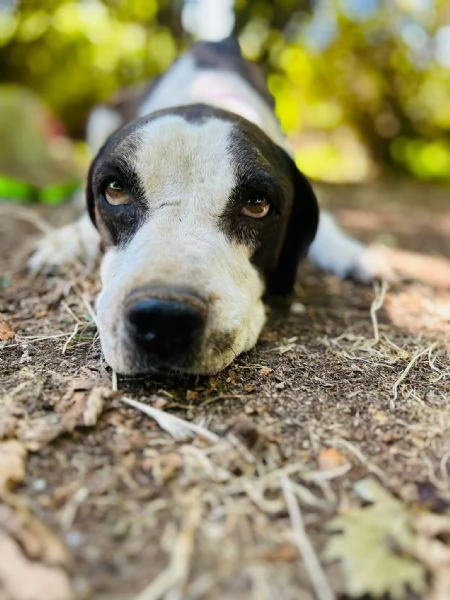 LEA  cagnolina di 5 anni | Foto 0