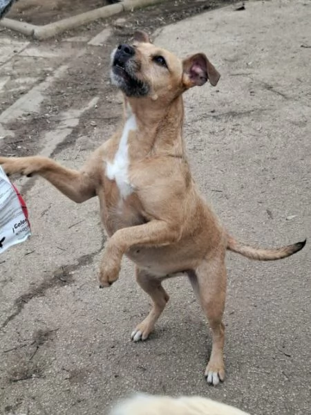 DEMI  cagnolina di 3 anni  taglia media contenuta | Foto 5