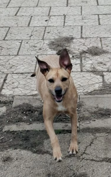 DEMI  cagnolina di 3 anni  taglia media contenuta | Foto 4