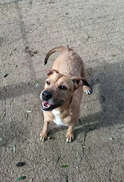 DEMI  cagnolina di 3 anni  taglia media contenuta | Foto 3