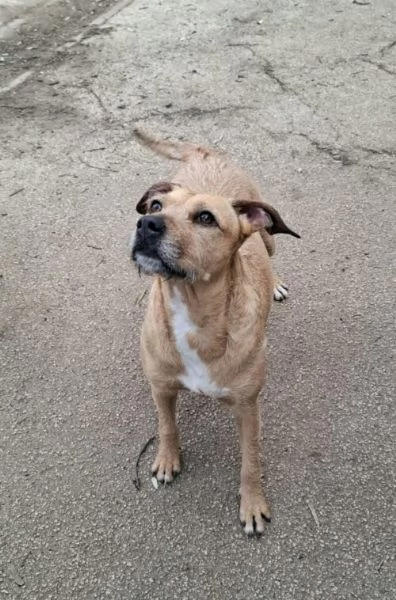 DEMI  cagnolina di 3 anni  taglia media contenuta | Foto 2