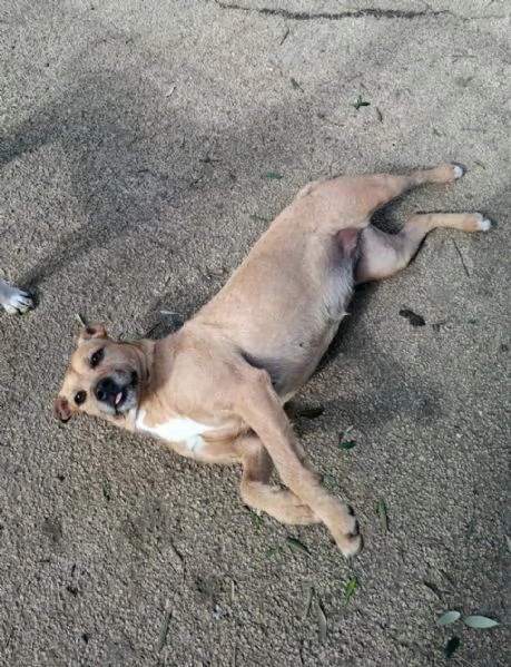 DEMI  cagnolina di 3 anni  taglia media contenuta | Foto 1