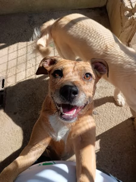 DEMI  cagnolina di 3 anni  taglia media contenuta