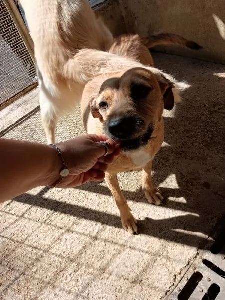 DEMI  cagnolina di 3 anni  taglia media contenuta | Foto 0