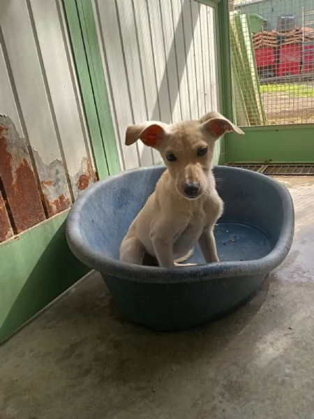 LUCCIOLA  cucciola di 4 mesi  taglia piccola | Foto 4
