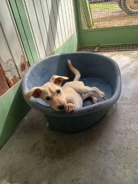 LUCCIOLA  cucciola di 4 mesi  taglia piccola | Foto 3