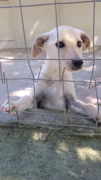 LUCCIOLA  cucciola di 4 mesi  taglia piccola | Foto 2