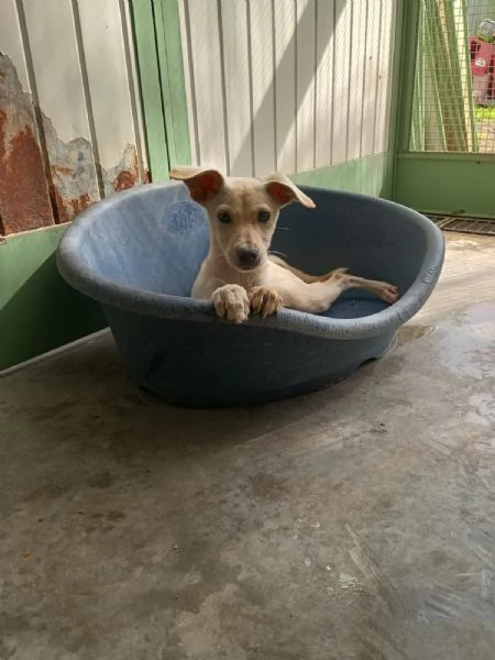 LUCCIOLA  cucciola di 4 mesi  taglia piccola